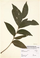 藏品(無患子)的圖片